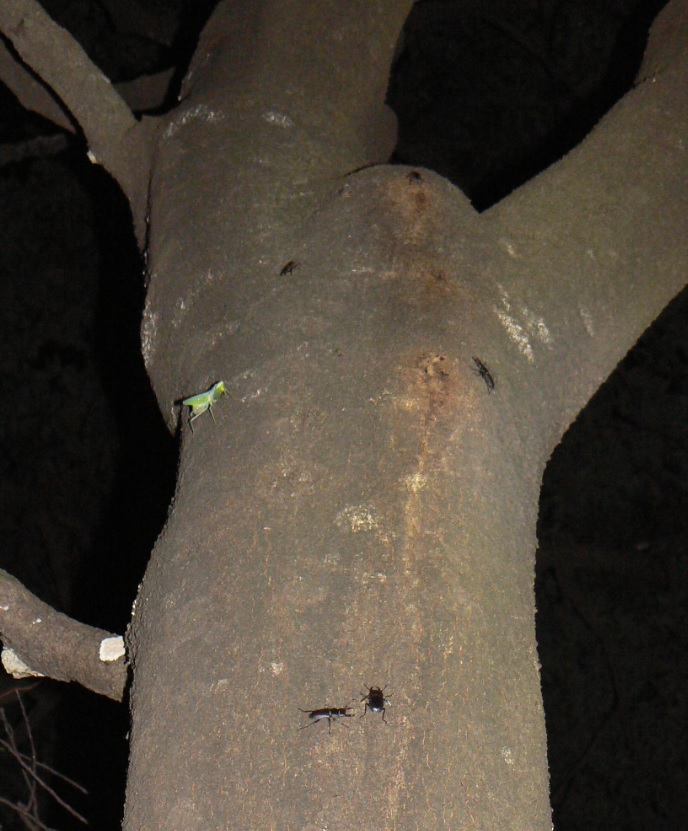 シラカシ_10月6日の日暮れ直後 やはりコクワガタで活況なシラカシの木_201006_18-35